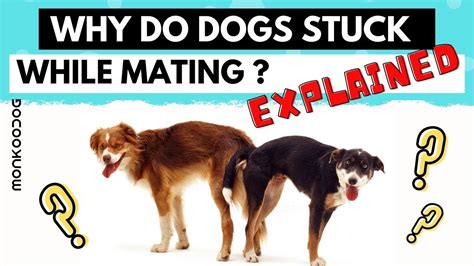 The time of mating is extremely critical and it is highly recommended that you have your female tested to determine the optimal days for breeding. . Female dog shaking after mating